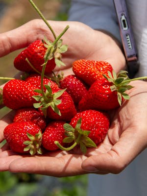 Fresh Fruits