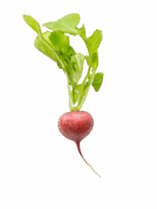Demo Organic Product 8