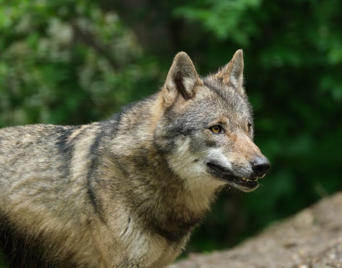 Inside the Mind of a Wolf: Understanding Pack Dynamics and Leadership ...