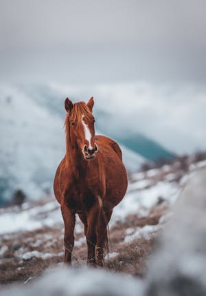 Animals Stories & Humor