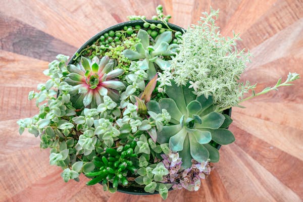 Welcome to Plant Nest
