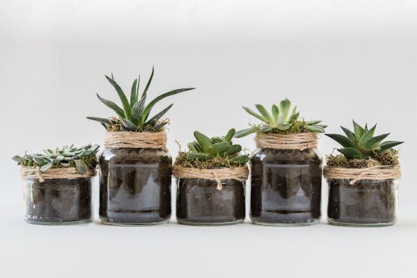 Welcome to Plant Nest
