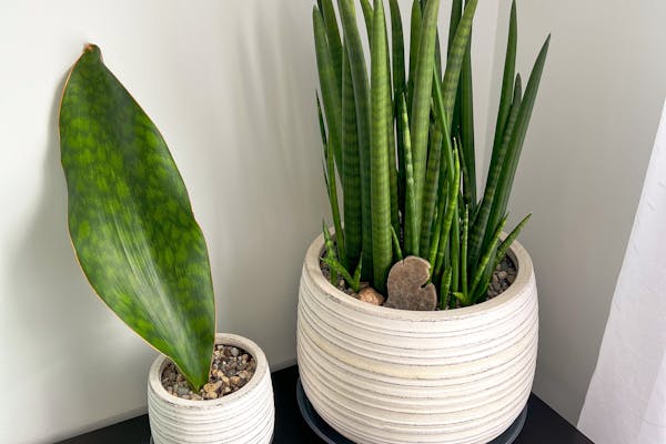Areca Palm – Natural Air Purifier 🌬️