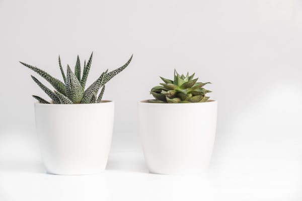 Snake Plant – Low Light Warrior 🐍