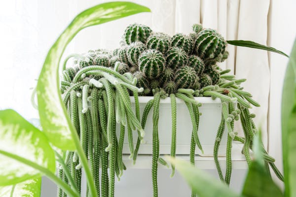Money Plant – Prosperity & Positivity 💰