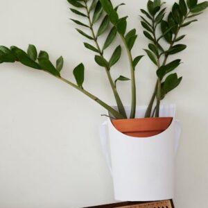 Plant Wonder 1