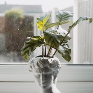 Highlight Plant 2