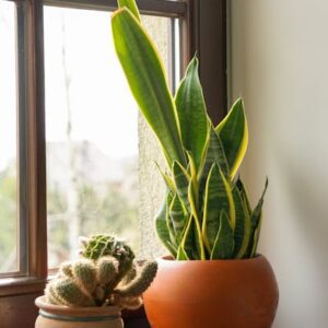 Sunshine Pothos