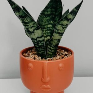 Bright Areca Palm