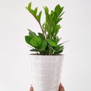 Slim Sansevieria