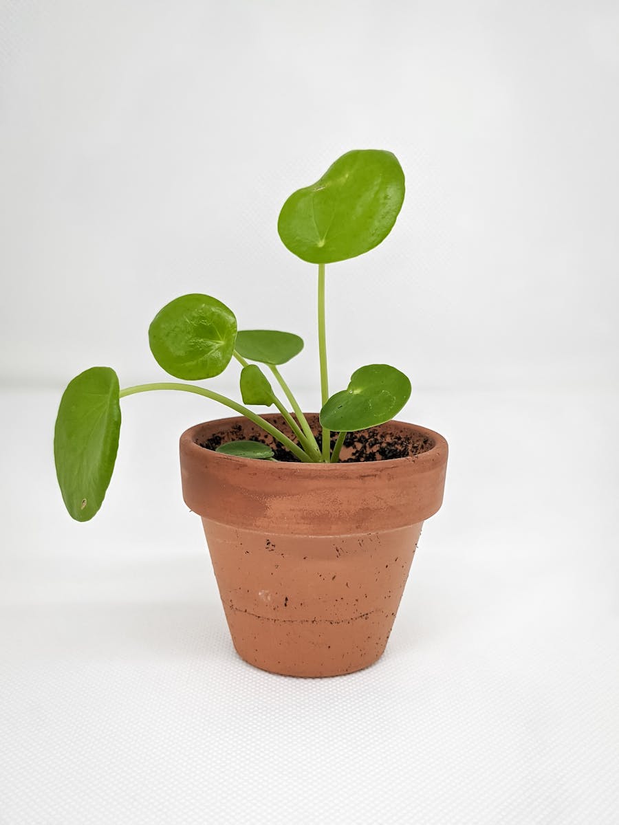 Hero Plant