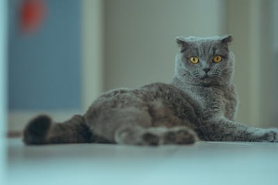About Image